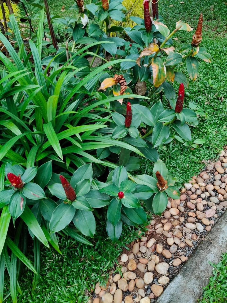 Marari Beach Bungalow Resort Alleppey 马拉利库兰 外观 照片