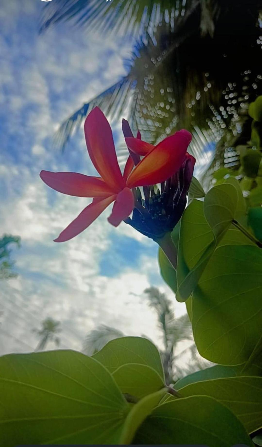 Marari Beach Bungalow Resort Alleppey 马拉利库兰 外观 照片